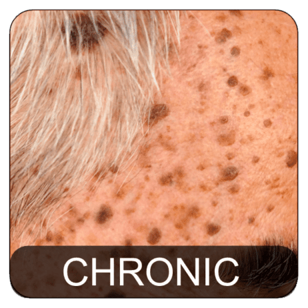 Dermatologic Disorders Chronic
