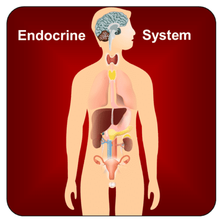 Adult Endocrine Disorders
