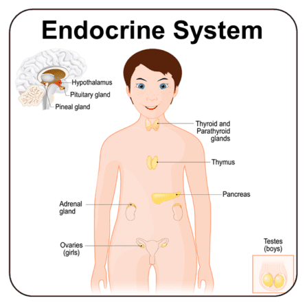 Common Pediatric Endocrine Disorders