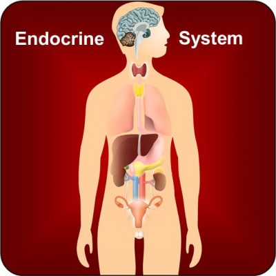 Endocrine.Adult_.DDX2