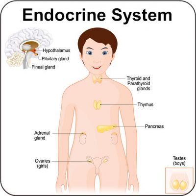 Endocrine.Peds_.DDX2_-3